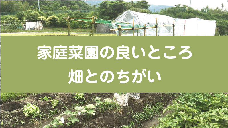 家庭菜園の良いところ　畑とのちがい