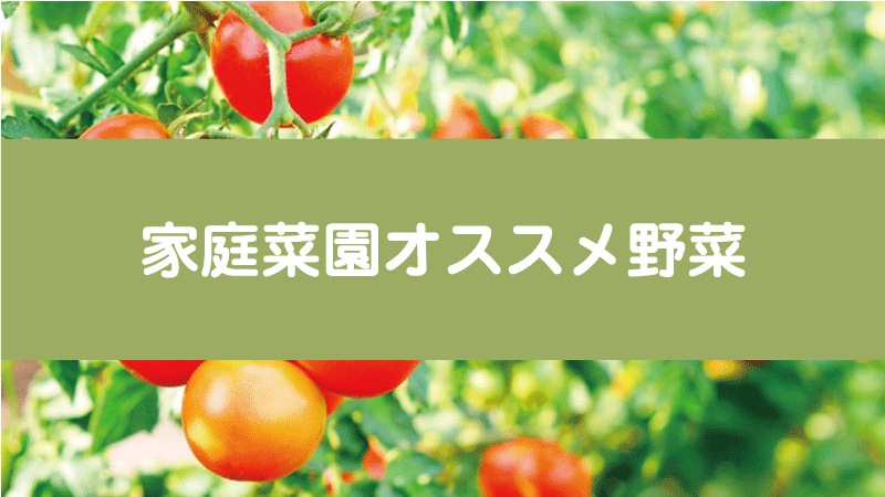 家庭菜園オススメ野菜