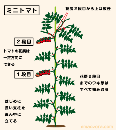 ミニトマトの育て方・栽培方法