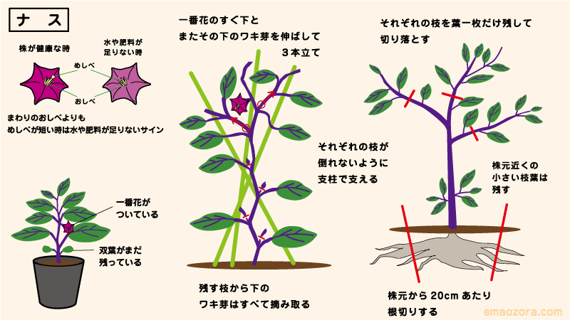 ナスの育て方・栽培方法