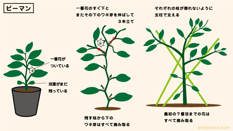 ピーマンの育て方・栽培方法