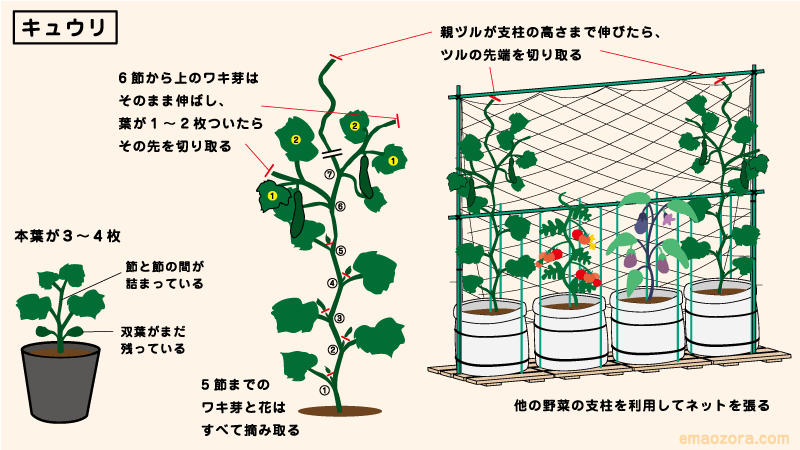 キュウリの育て方・栽培方法