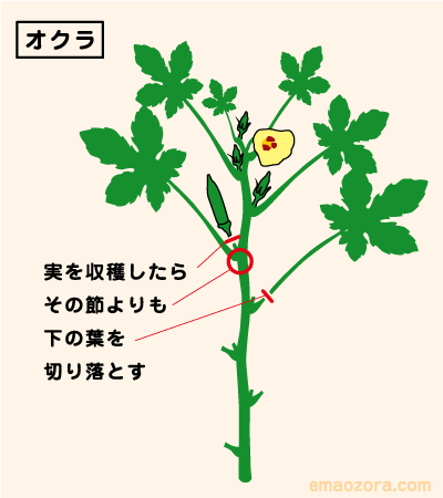 オクラの育て方・栽培方法