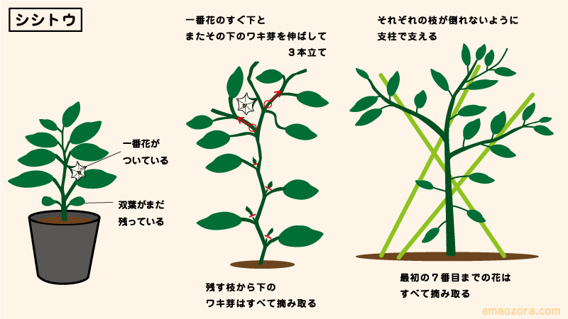 シシトウの育て方・栽培方法