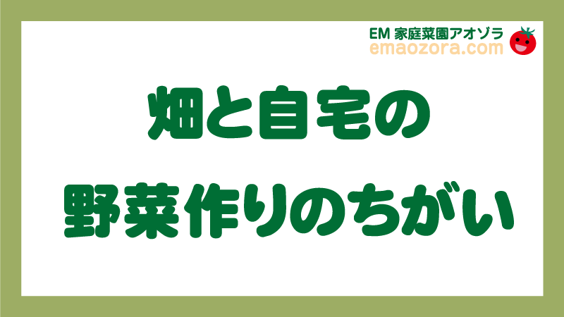 畑と自宅の野菜作りのちがい